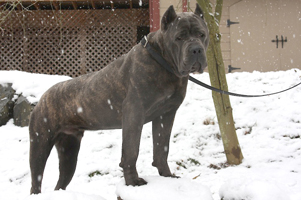 Old World's One Last Vandal